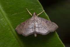Protonoceras