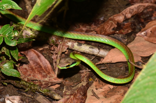 Leptophis urostictus