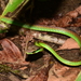 Leptophis ahaetulla urostictus - Photo (c) Zac Peterson, alguns direitos reservados (CC BY-NC), uploaded by Zac Peterson