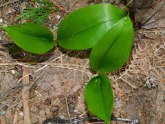 Clintonia uniflora