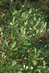 Banksia paludosa