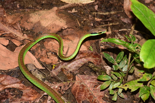 Leptophis urostictus