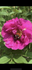 Bombus pyrosoma