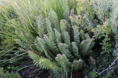 Polystichum andinum