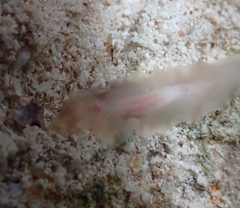 Notocomplana ferruginea