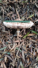 Macrolepiota bonaerensis