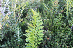 Polystichum andinum