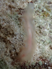 Notocomplana ferruginea