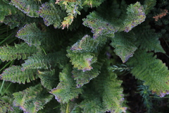 Polystichum andinum