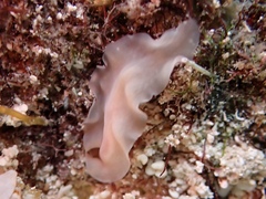 Notocomplana ferruginea