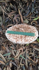 Macrolepiota bonaerensis