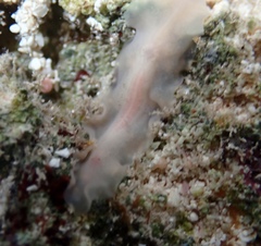 Notocomplana ferruginea