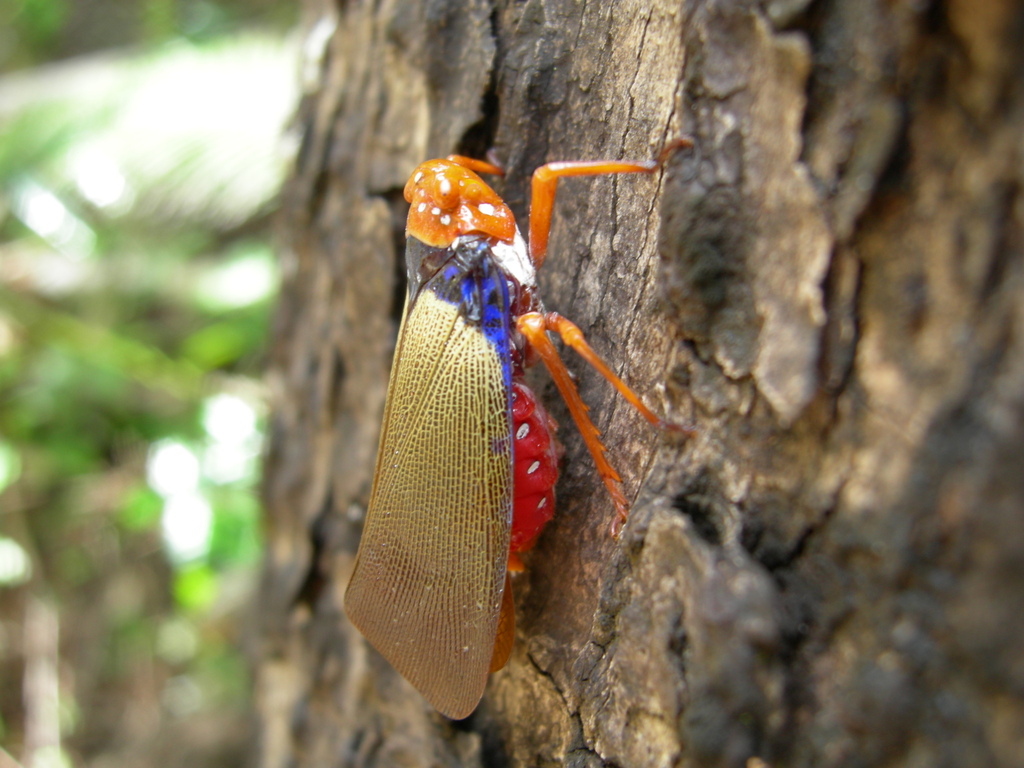 Polydictya uniformis