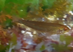 Hexagrammos decagrammus