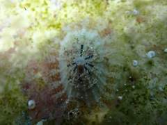 Diodora listeri
