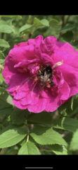 Bombus pyrosoma