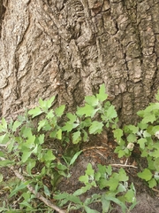 Chenopodium ucrainicum