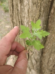 Chenopodium ucrainicum