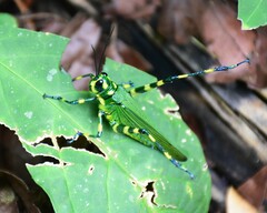 Chromacris psittacus pacificus