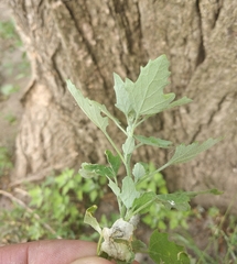 Chenopodium ucrainicum