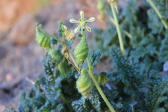 Blumenbachia prietea