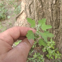 Chenopodium ucrainicum