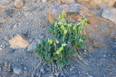 Blumenbachia prietea