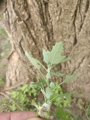 Chenopodium ucrainicum