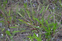 Dichanthelium boreale