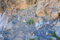 Blumenbachia prietea