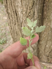 Chenopodium ucrainicum
