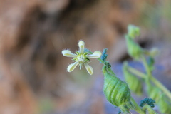 Blumenbachia prietea