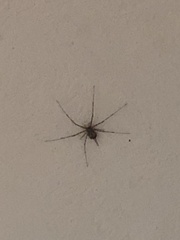 Neotama mexicana
