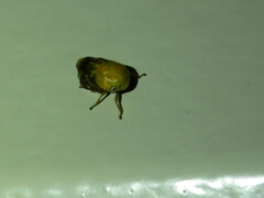 Clastoptera achatina