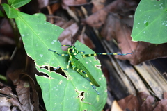 Chromacris psittacus pacificus