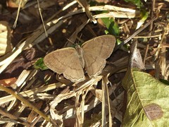 Paryphthimoides poltys