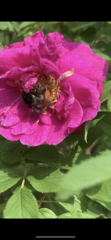 Bombus pyrosoma