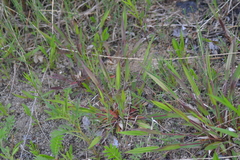 Dichanthelium boreale