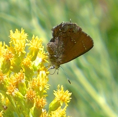 Callophrys muiri