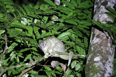 Pseudochirops archeri