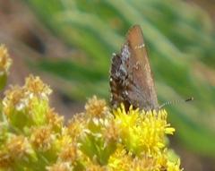 Callophrys muiri