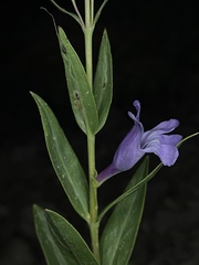 Penstemon platyphyllus