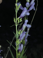 Penstemon platyphyllus