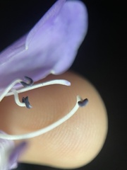 Penstemon platyphyllus