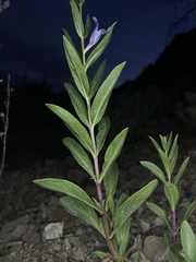 Penstemon platyphyllus