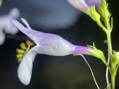 Penstemon platyphyllus