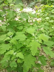Chenopodium ucrainicum
