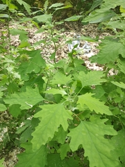 Chenopodium ucrainicum