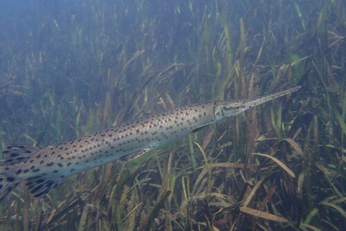 Longnose Gar