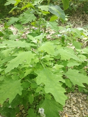 Chenopodium ucrainicum